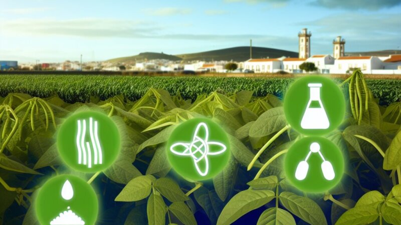 Impacto das citocininas na senescência das folhas de feijão comum